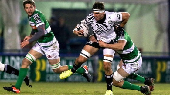 zebre rugby